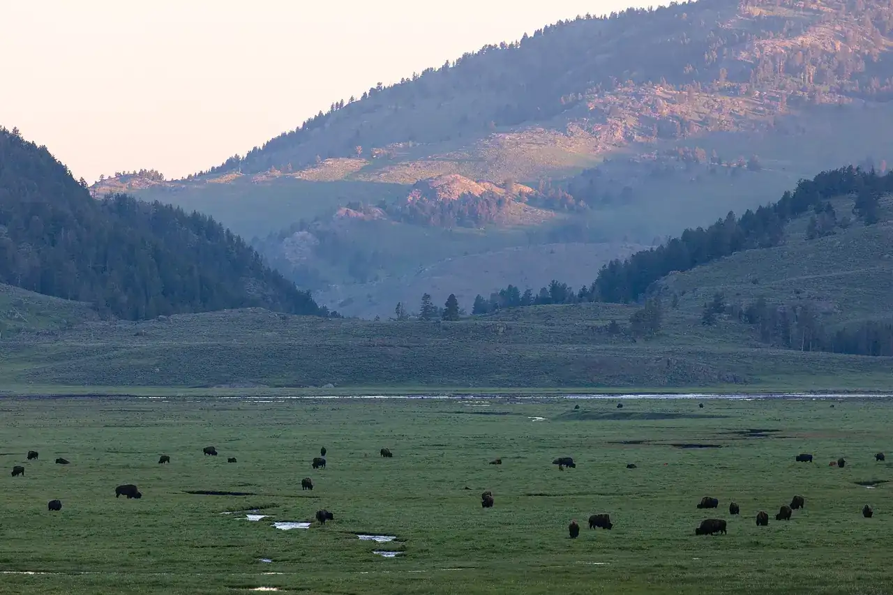 Bison in the Lamar Valley