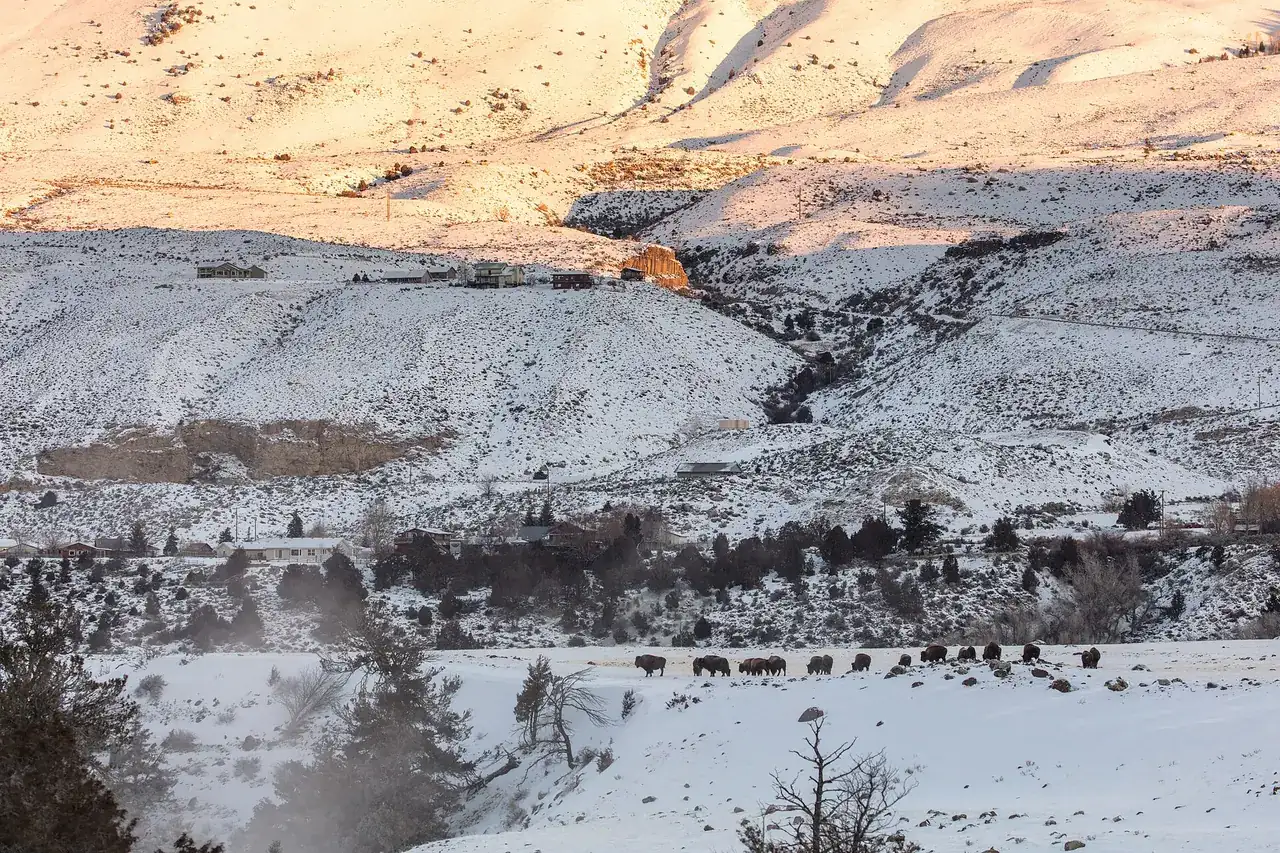 Bison in the snow near Yellowstone's North Entrance in winter